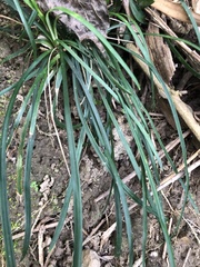 Ophiopogoneae