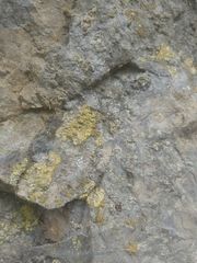 Leproplaca xantholyta