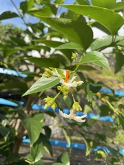 Nyctanthes arbor-tristis