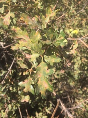 Quercus garryana semota
