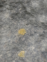 Leproplaca xantholyta