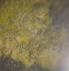 Leproplaca xantholyta