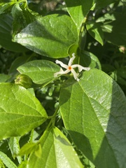 Nyctanthes arbor-tristis