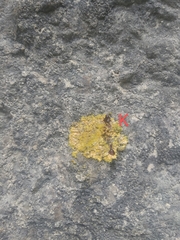 Leproplaca xantholyta