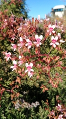 Pelargonium crithmifolium