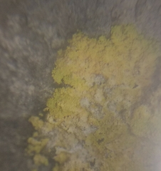 Leproplaca xantholyta