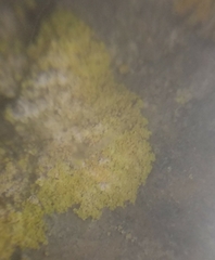 Leproplaca xantholyta