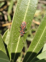 Caenocoris nerii