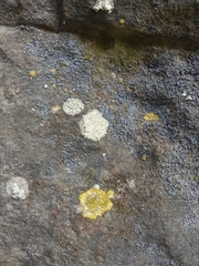 Leproplaca xantholyta