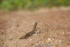 Takydromus tachydromoides