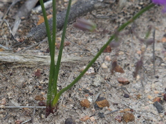 Thysanotus thyrsoideus