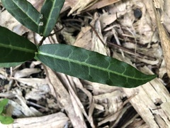 Trachelospermum asiaticum