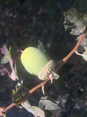 Quercus garryana semota