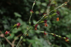 Panicum deustum