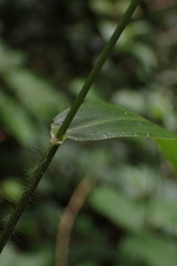 Panicum deustum