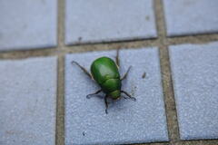 Anomala albopilosa albopilosa