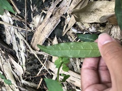 Trachelospermum asiaticum