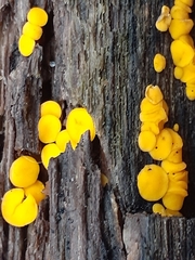 Calycina citrina