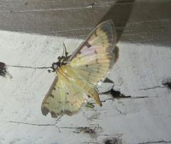 Lygropia tripunctata