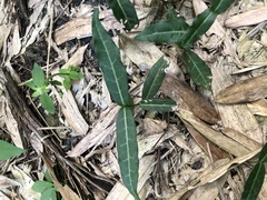 Trachelospermum asiaticum