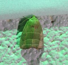 Bagisara rectifascia