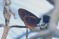 Euploea boisduvalii