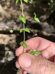 Glossocarya hemiderma