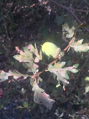 Quercus garryana semota