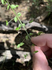 Glossocarya hemiderma