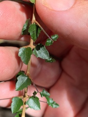Glossocarya hemiderma