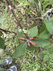 Colquhounia coccinea