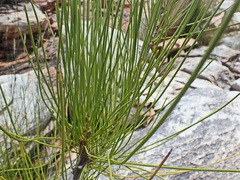 Anginon difforme