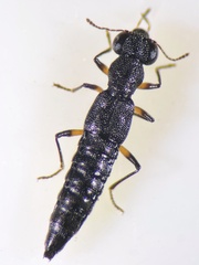 Stenus palustris