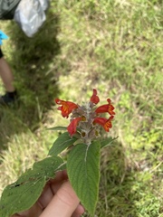 Colquhounia coccinea