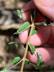 Glossocarya hemiderma