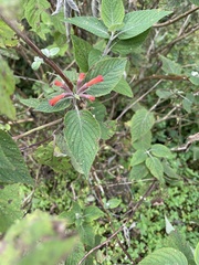 Colquhounia coccinea