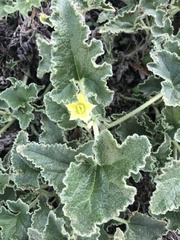 Ecballium elaterium