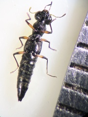 Stenus palustris