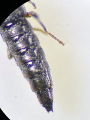 Stenus palustris