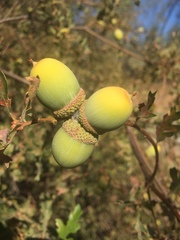 Quercus garryana semota