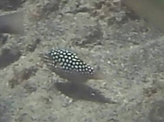 Canthigaster jactator