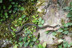 Rhabdophis tigrinus tigrinus