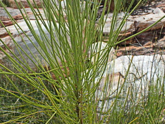 Anginon difforme