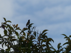 Anabathmis reichenbachii