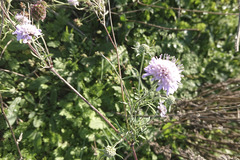 Scabiosa triandra