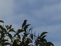 Anabathmis reichenbachii