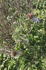 Scabiosa triandra
