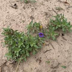 Aptosimum procumbens