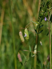 Vicia tetrasperma