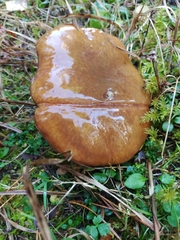Suillus luteus